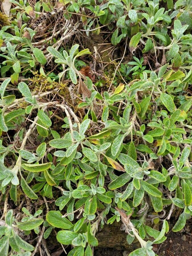 Sideritis syriaca 11