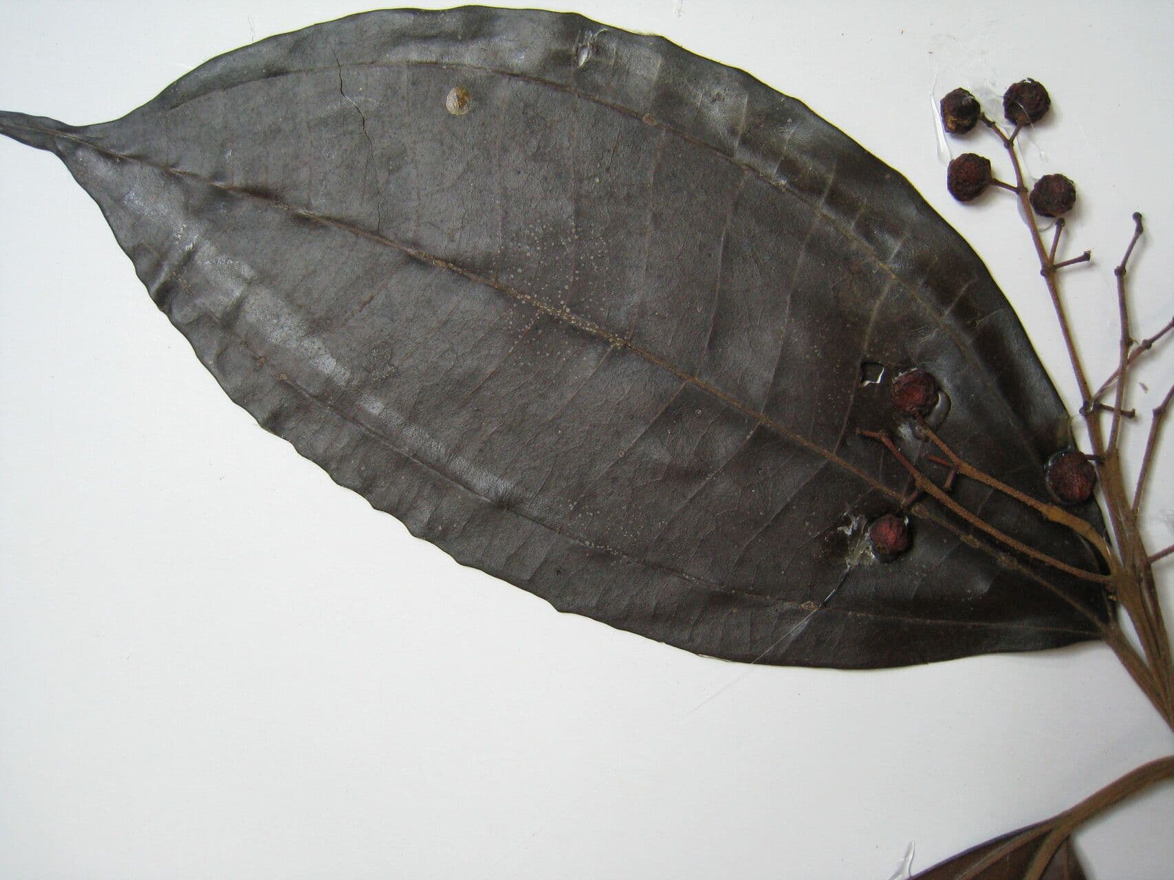 Miconia 3