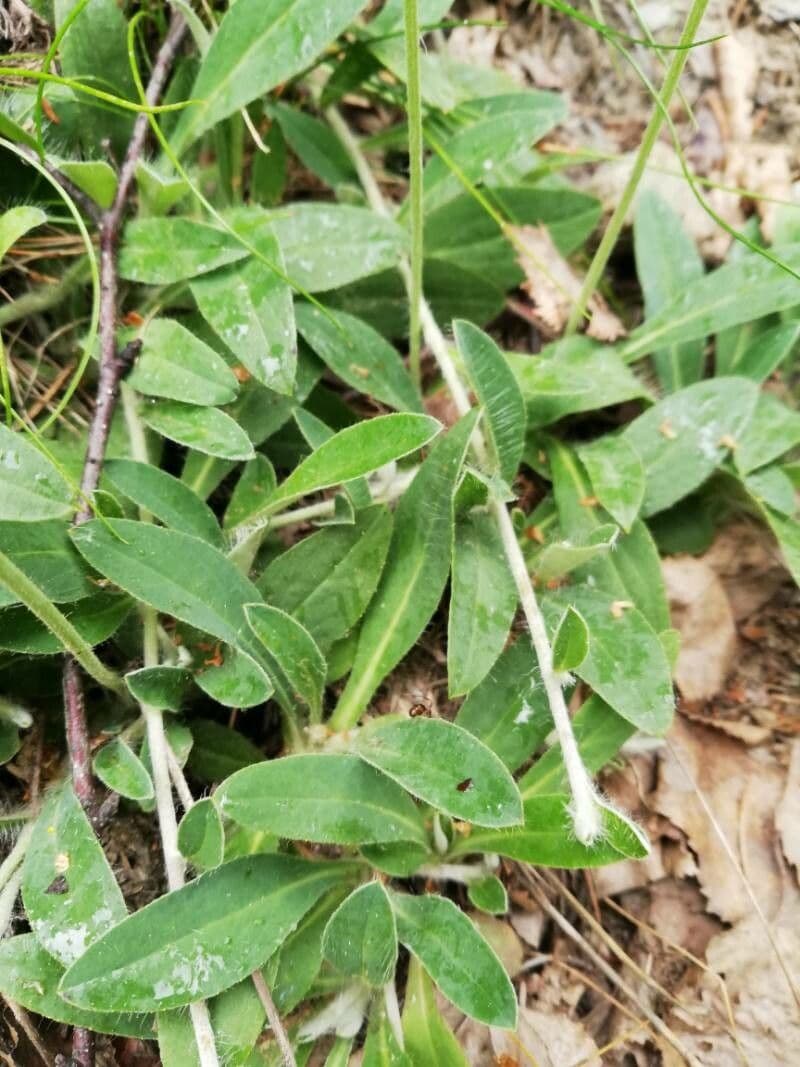 Pelosella 20