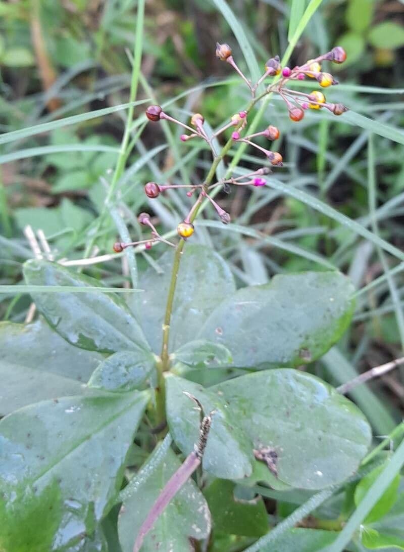Talinum paniculatum 11