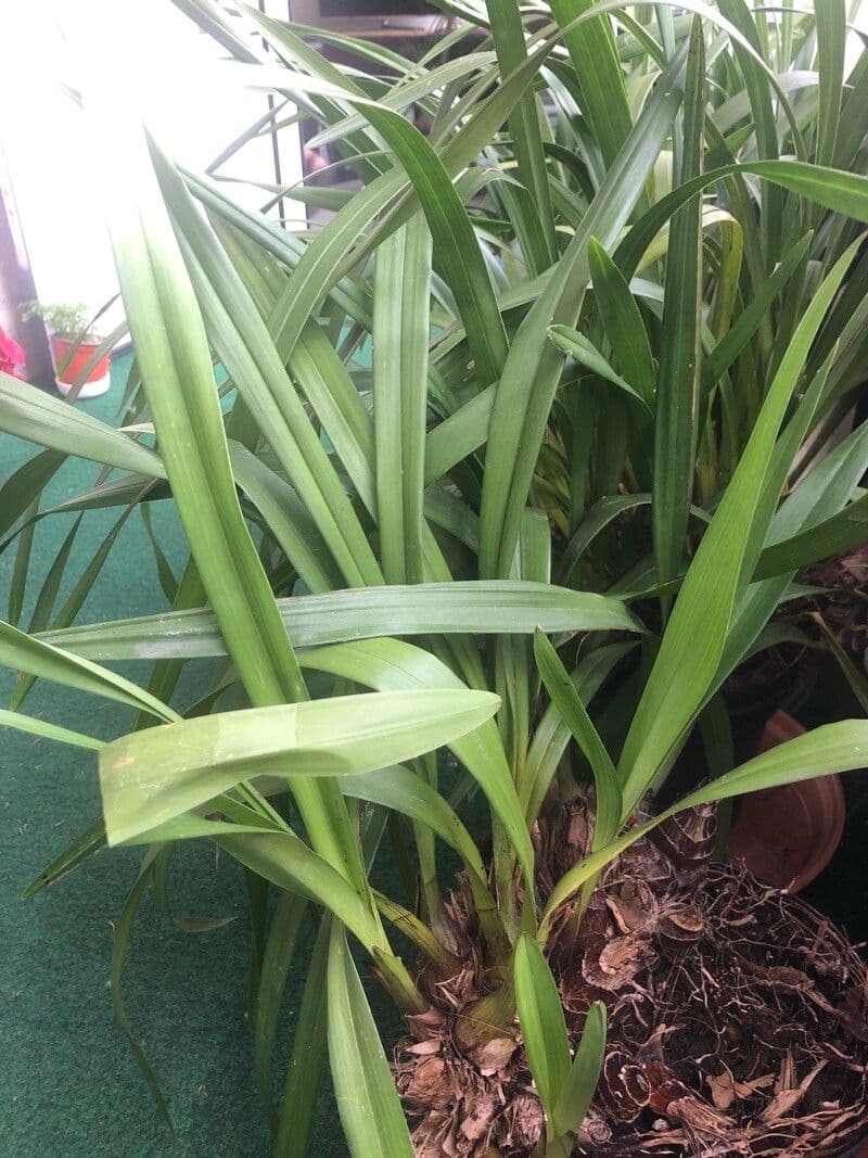 Cymbidium aloelistne 11