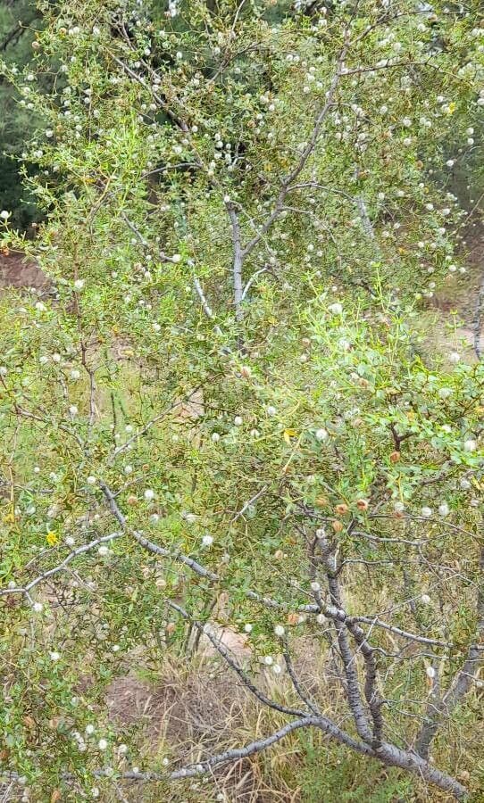 Buisson de créosote 10
