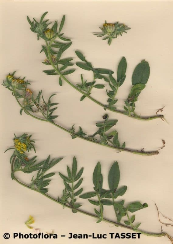 Anthyllis 15