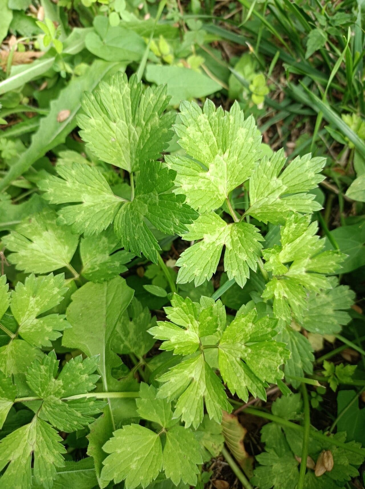 Ranunculus 3