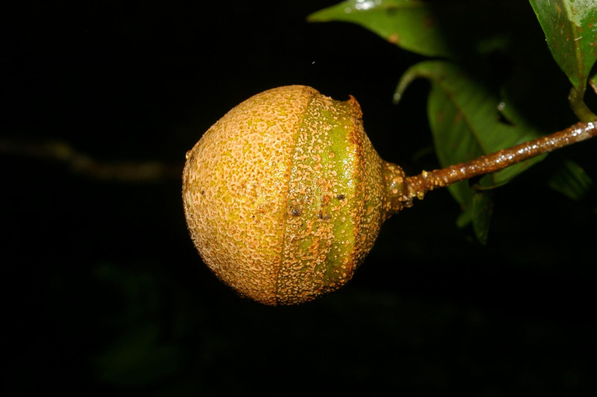 Eschweilera 5
