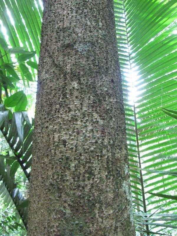 Ocotea 8