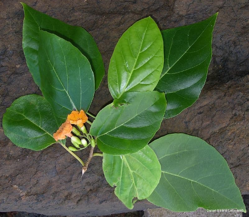 Cordia subcordata 13