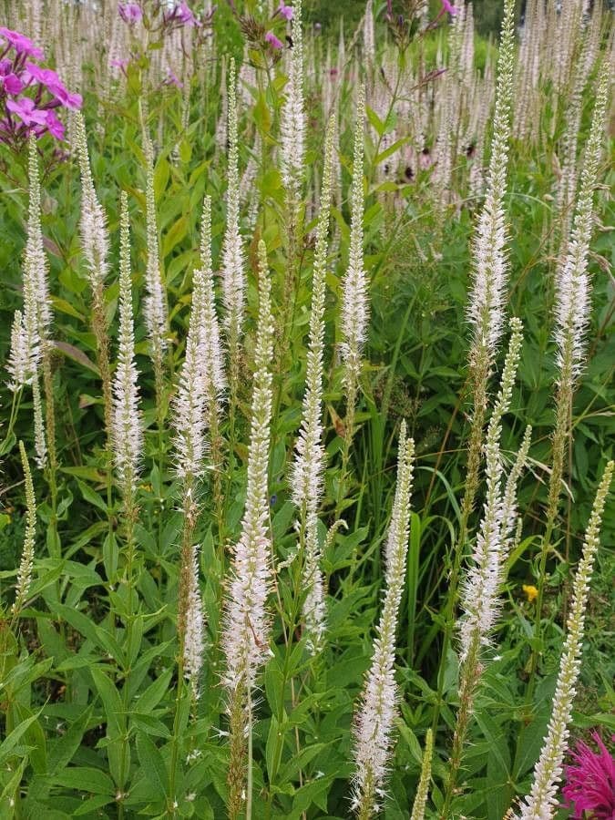 Veronica virginica 29
