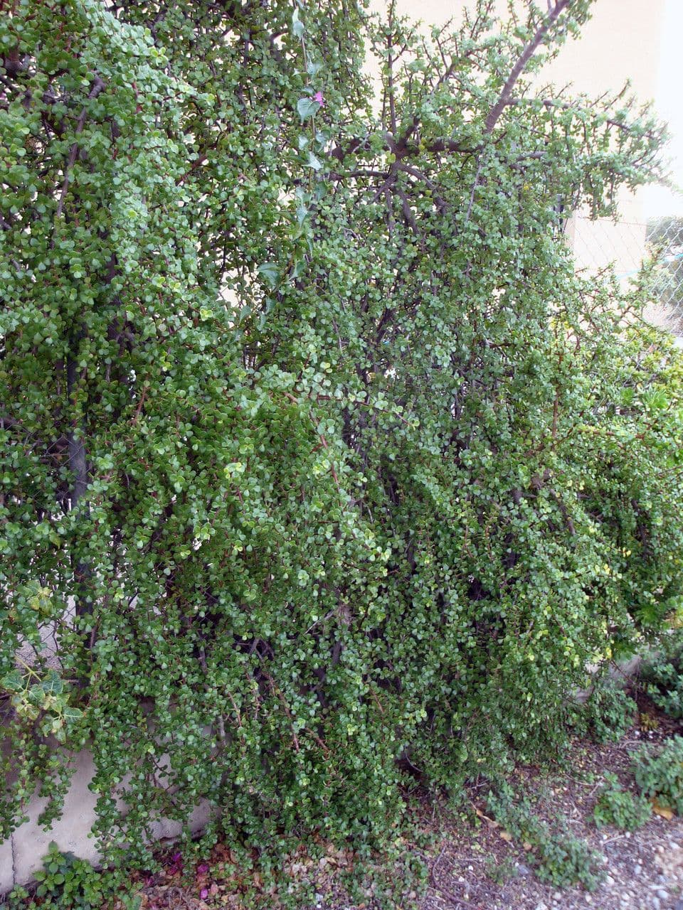 Portulacaria afra 13