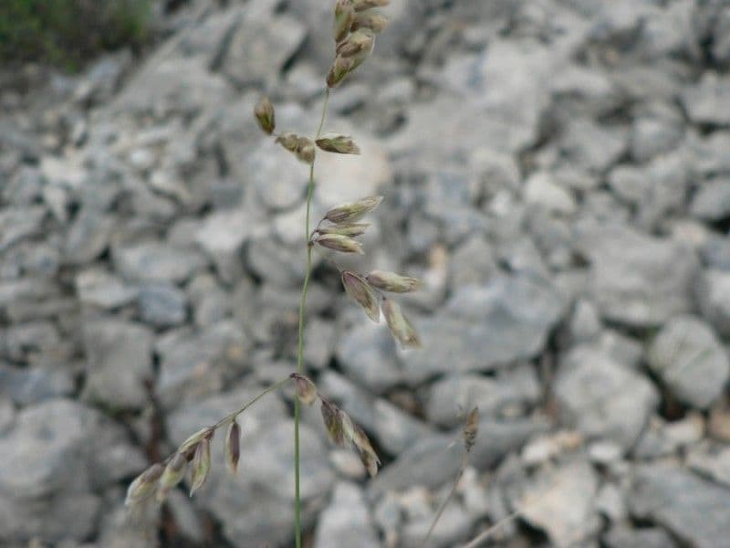 Small melick 15