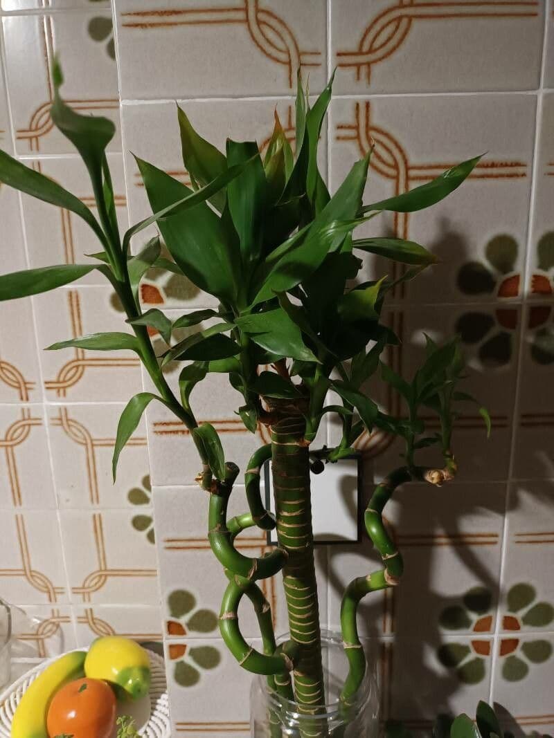 Dracena 6
