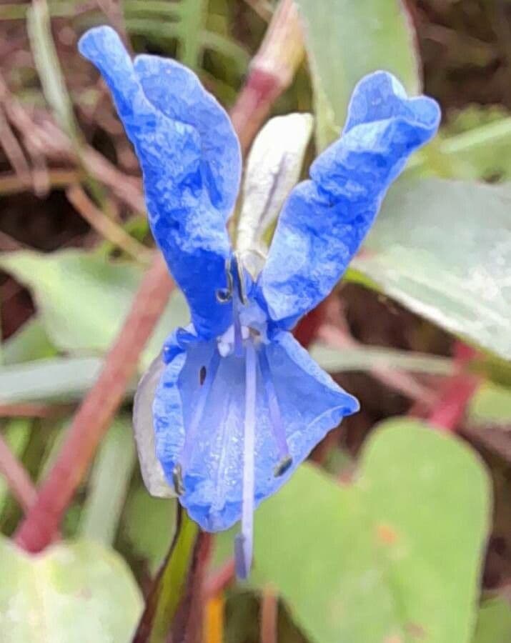 Commelina tuberosa 2