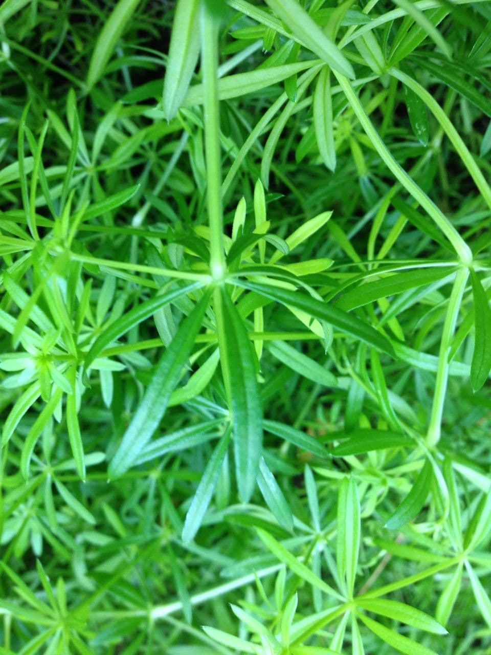 Galium 18