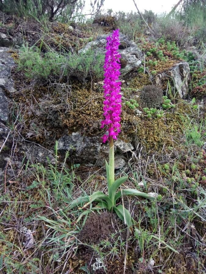 Stattliches Knabenkraut 30