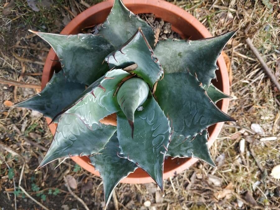 Agave