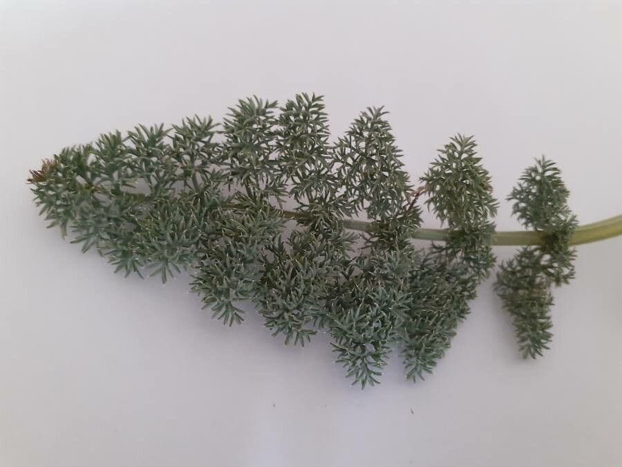 Lomatium 4