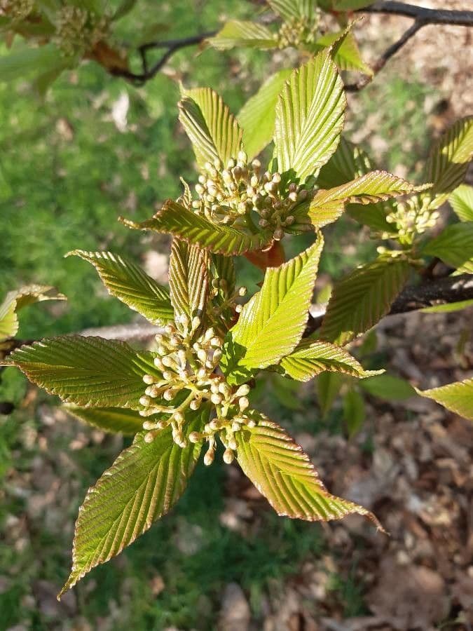 Thomsonaria kalonevrová 10