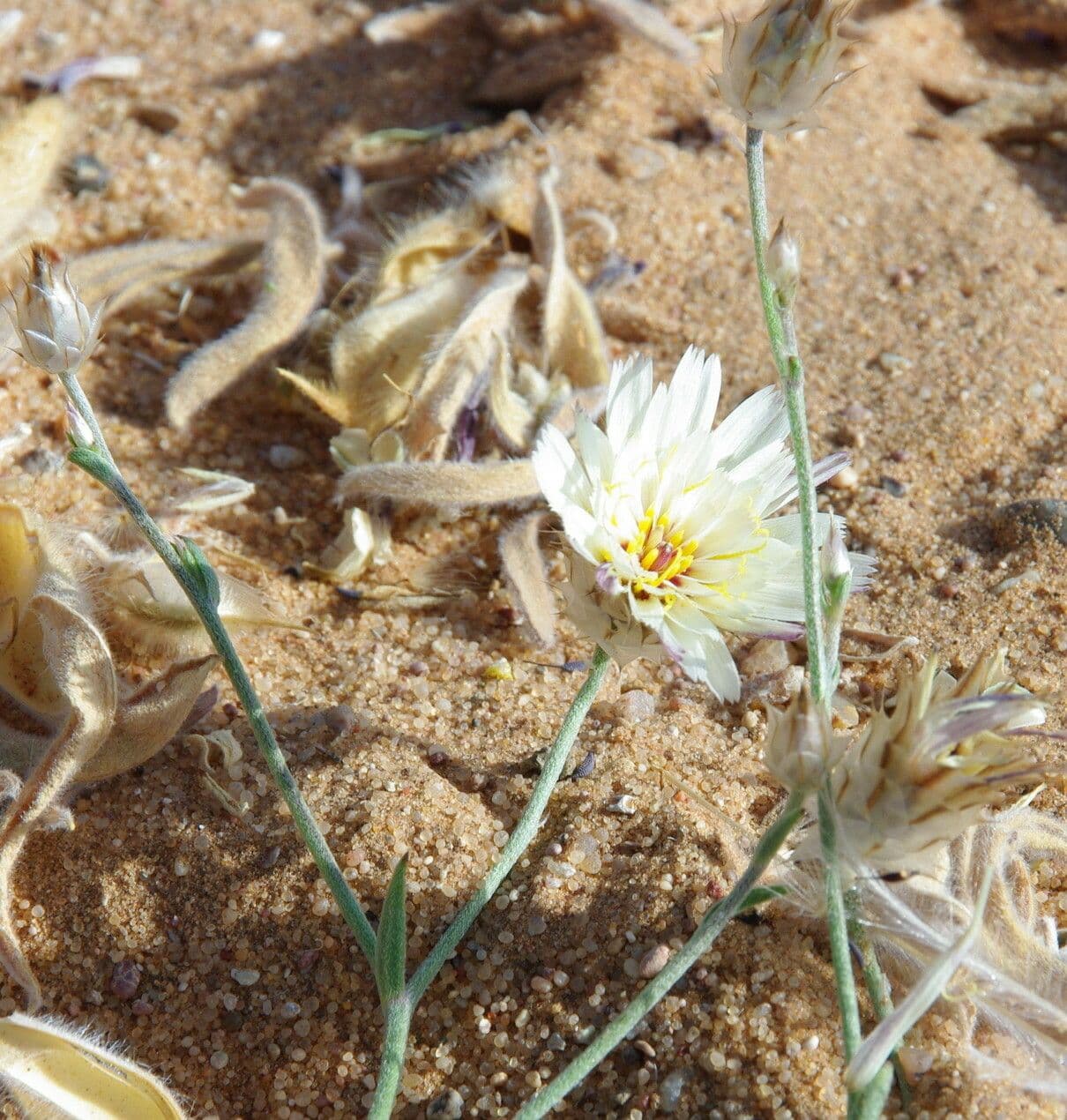 Catananche 2