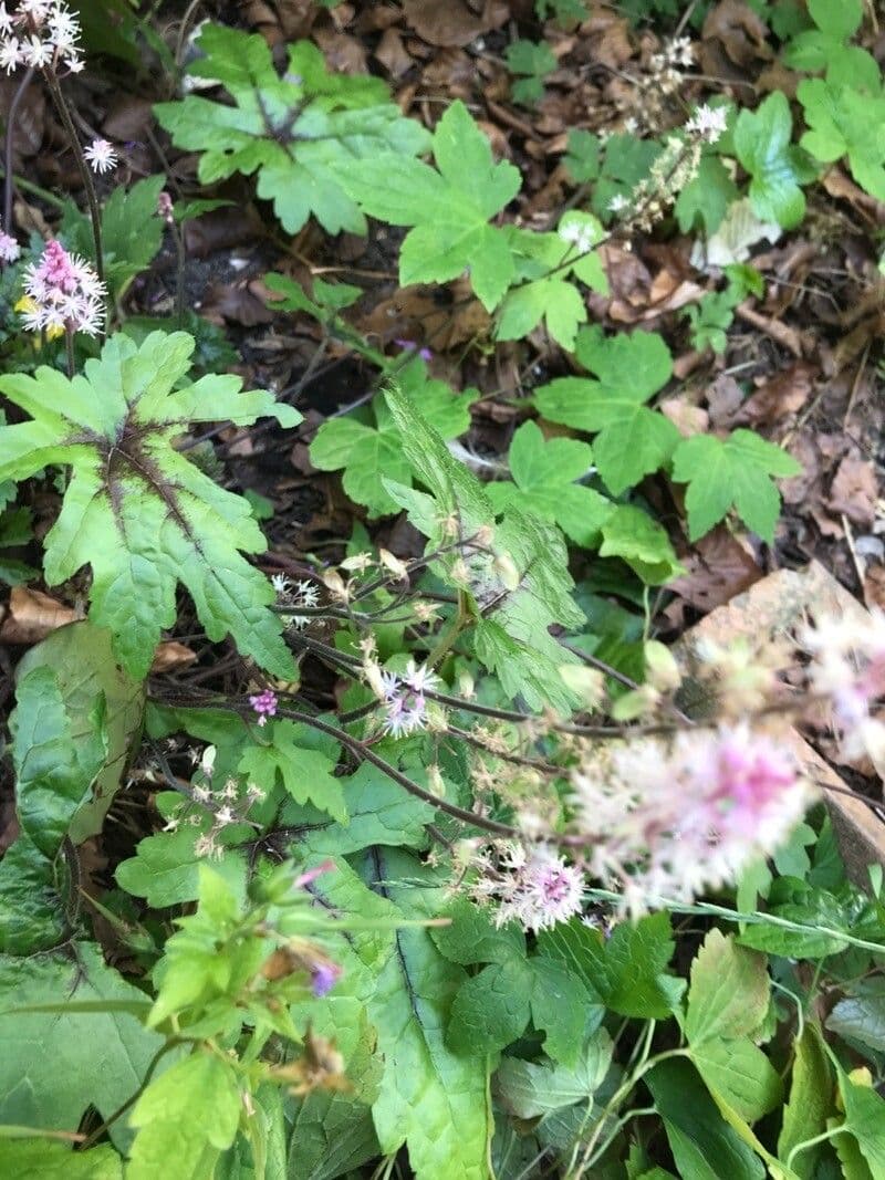 Schaumblüte 15