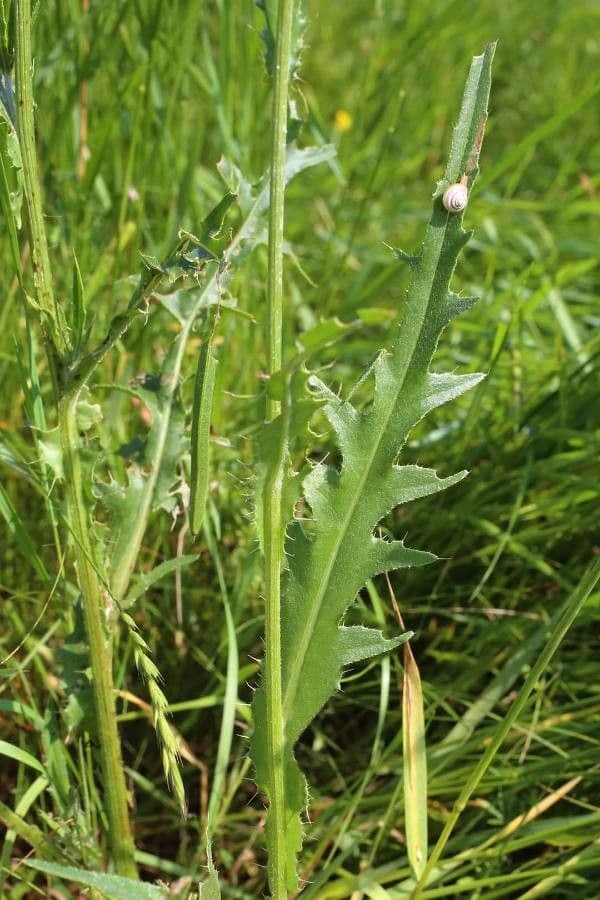 Graue Distel 9