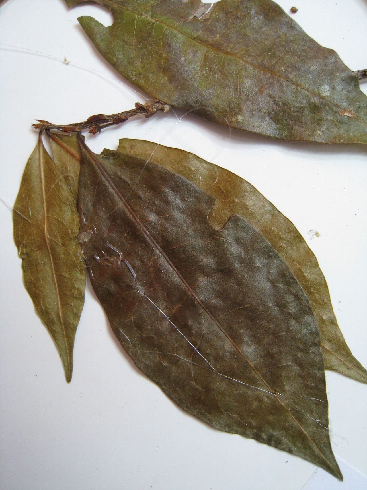 Erythroxylum 18