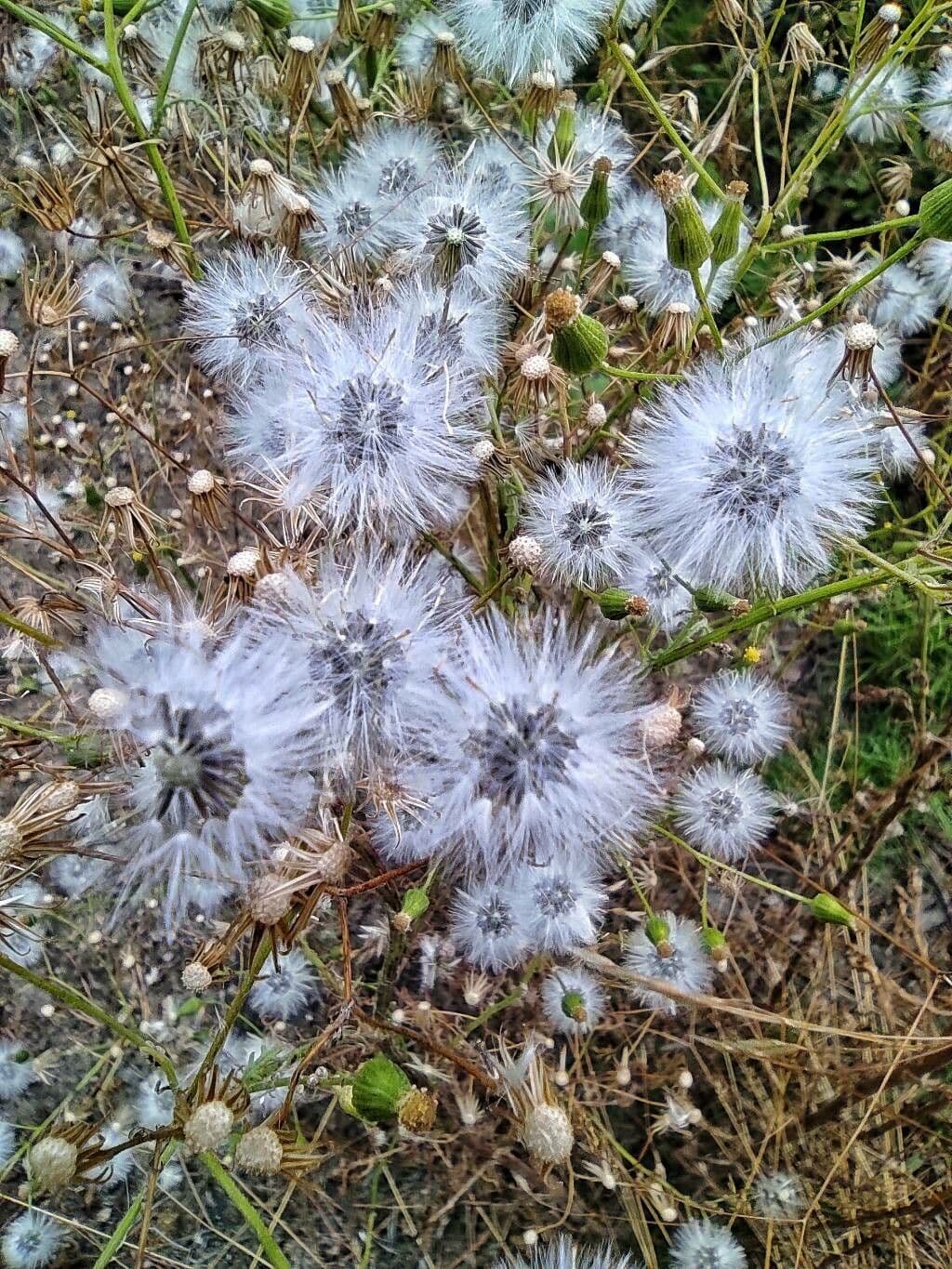 Senecio dei boschi 2