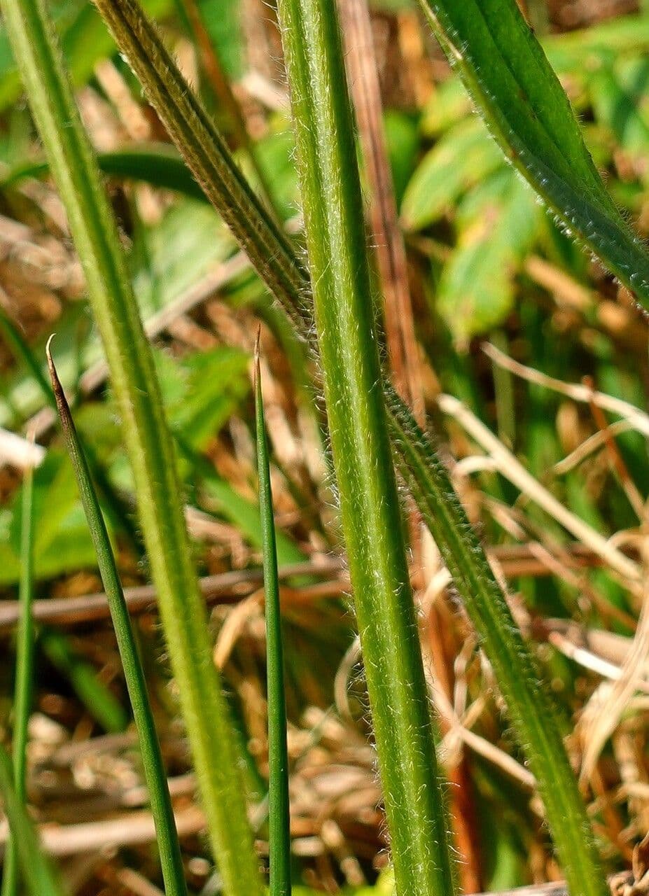 Spitzwegerich 21