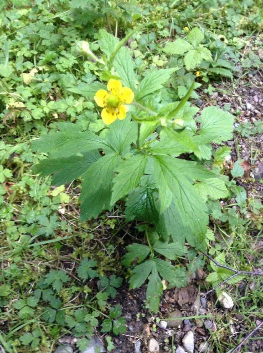 Geum de Alepo 14