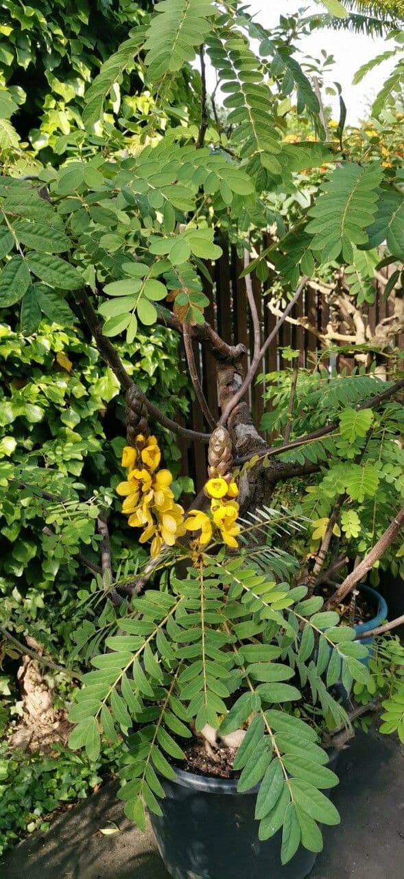 Senna didymobotrya 12