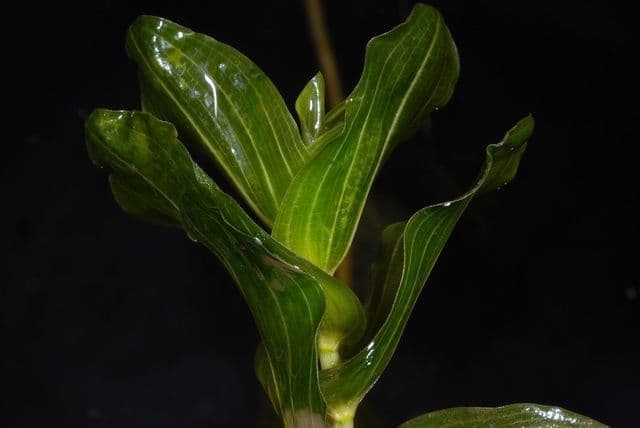 Brasca perfoliata 17