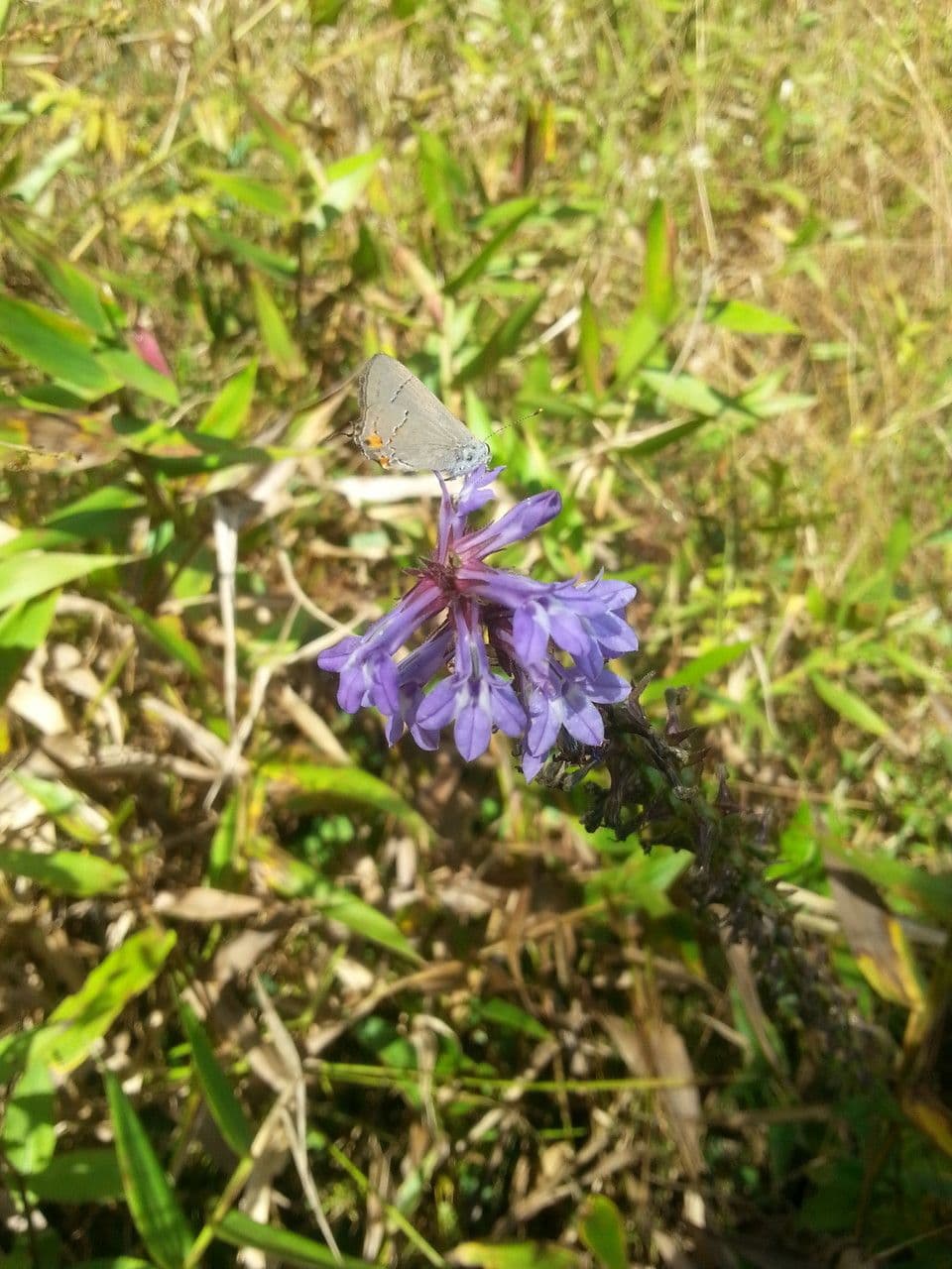 Lobelia puberula 6