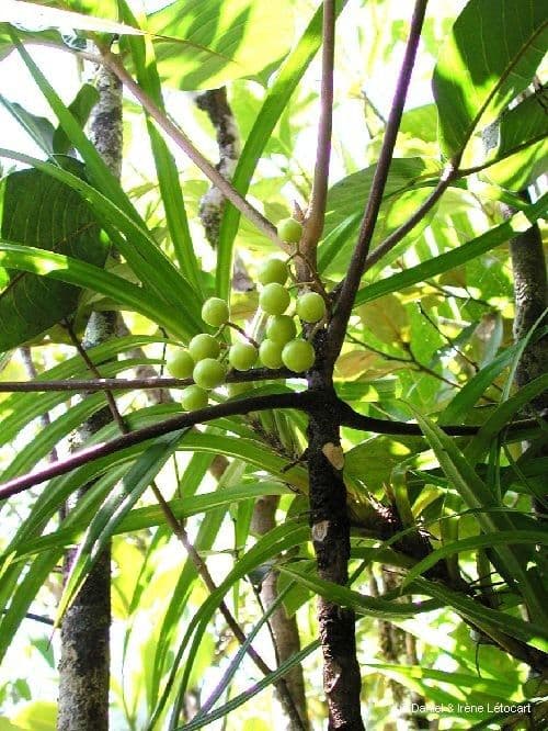 Dutaillyea trifoliolata 9