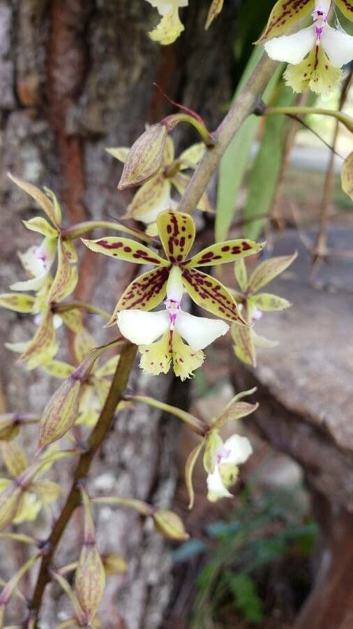 Epidendrum 8