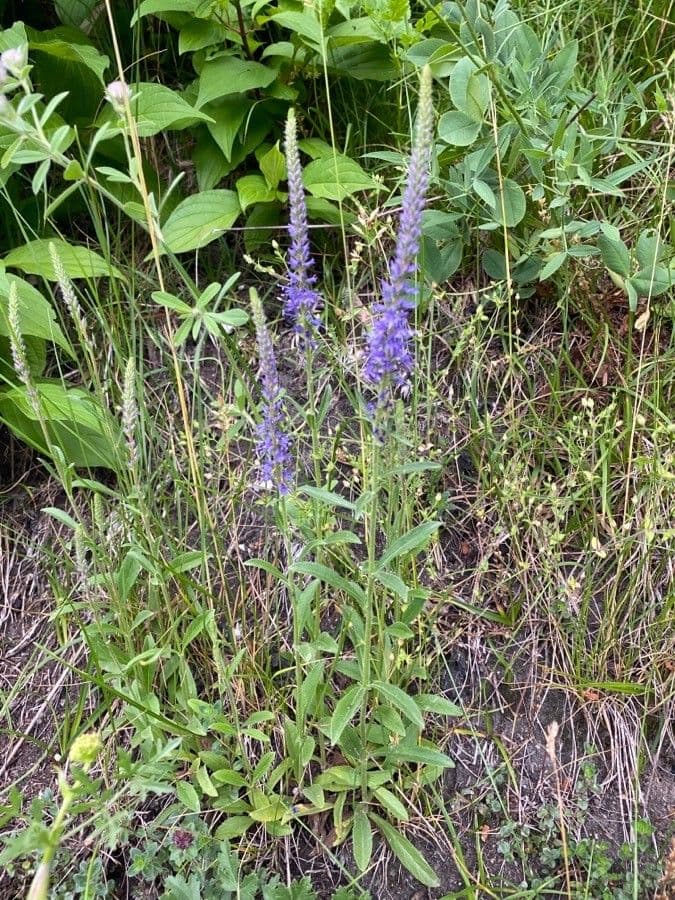 Veronica spigata 15