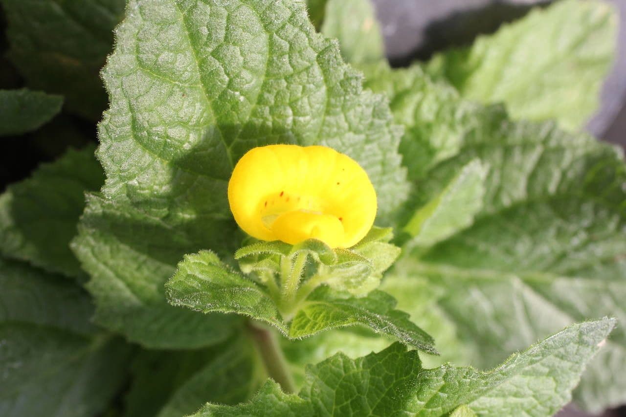 Calceolaria 10