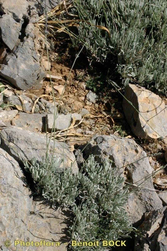 Lavanda lanata 8