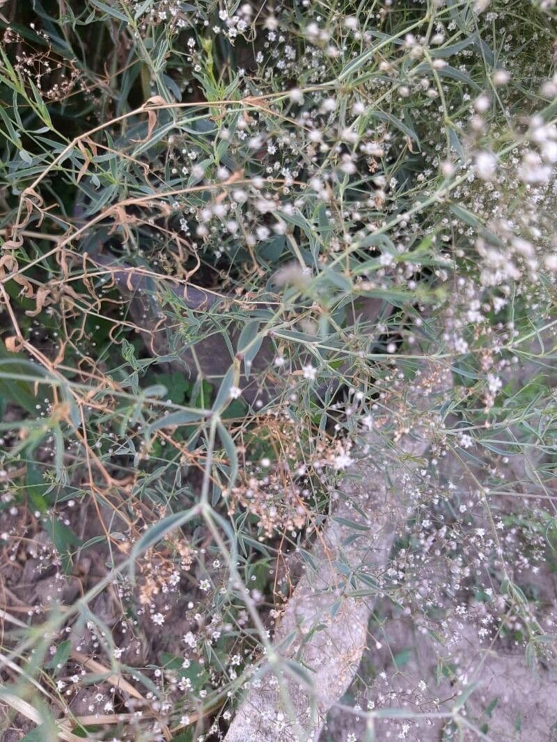 Gipsofila paniculada 16