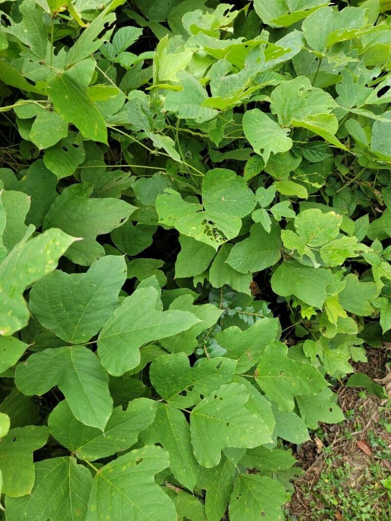 Kudzu 25