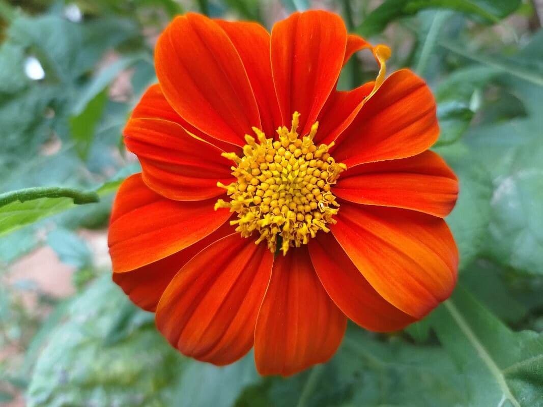 Tithonia rotundifolia 7