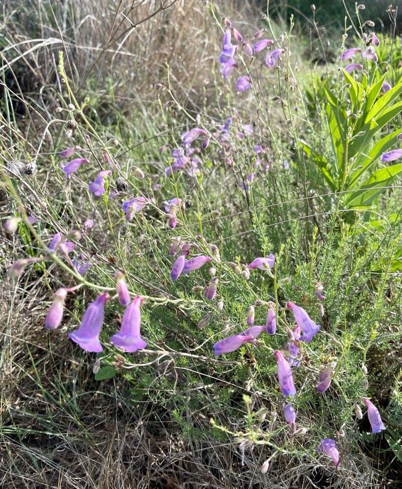 Penstemon 4