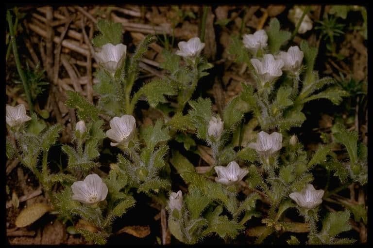 Nemophila 8