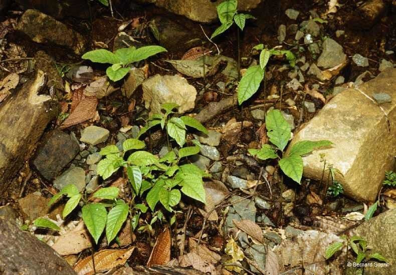 Cryptocarya 2