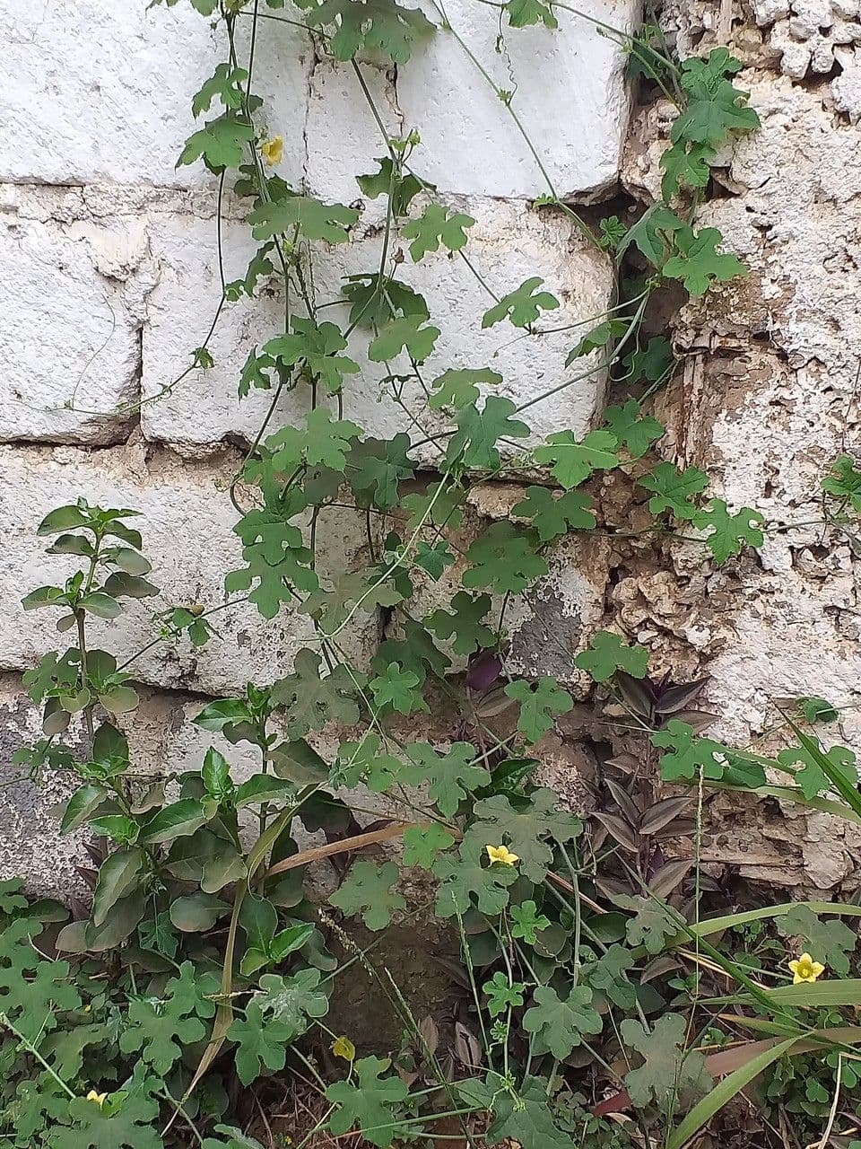 Figleaf gourd 11
