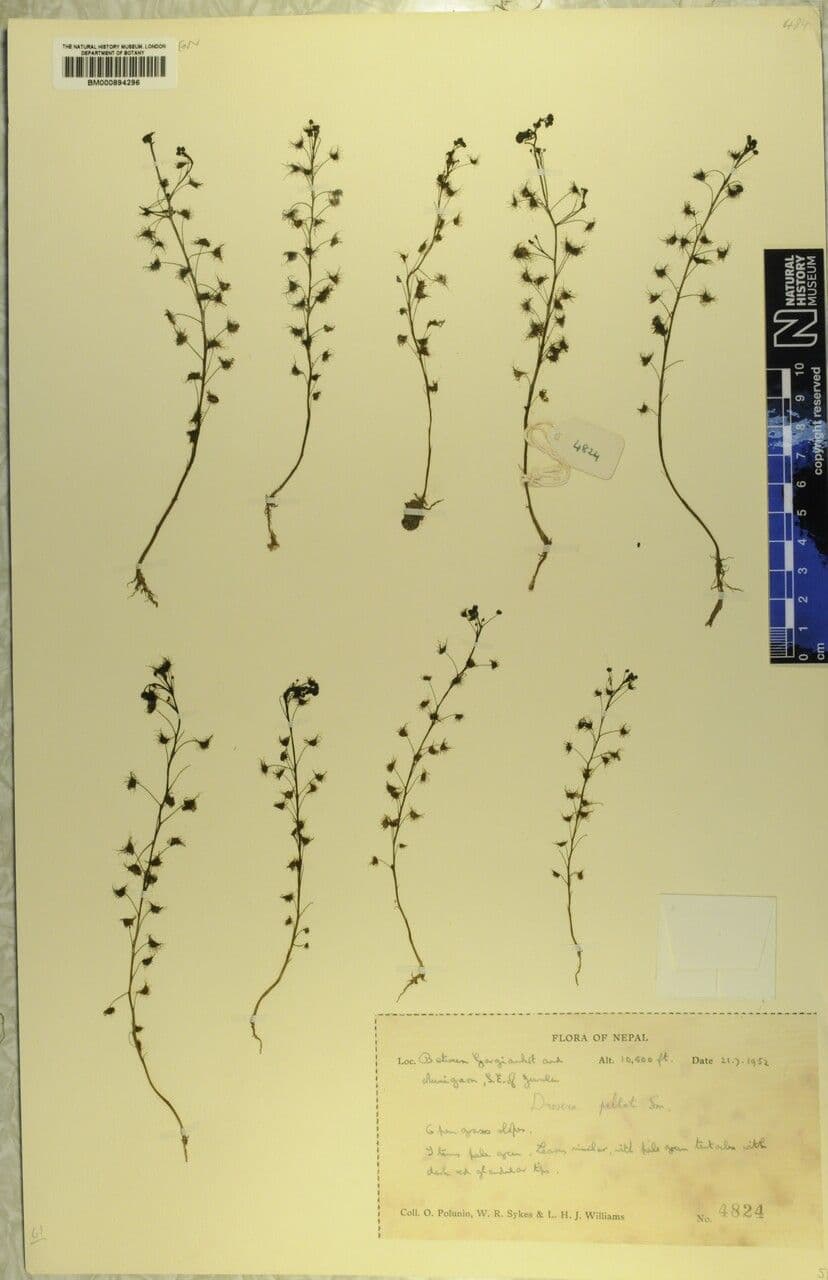 Drosera peltata 8