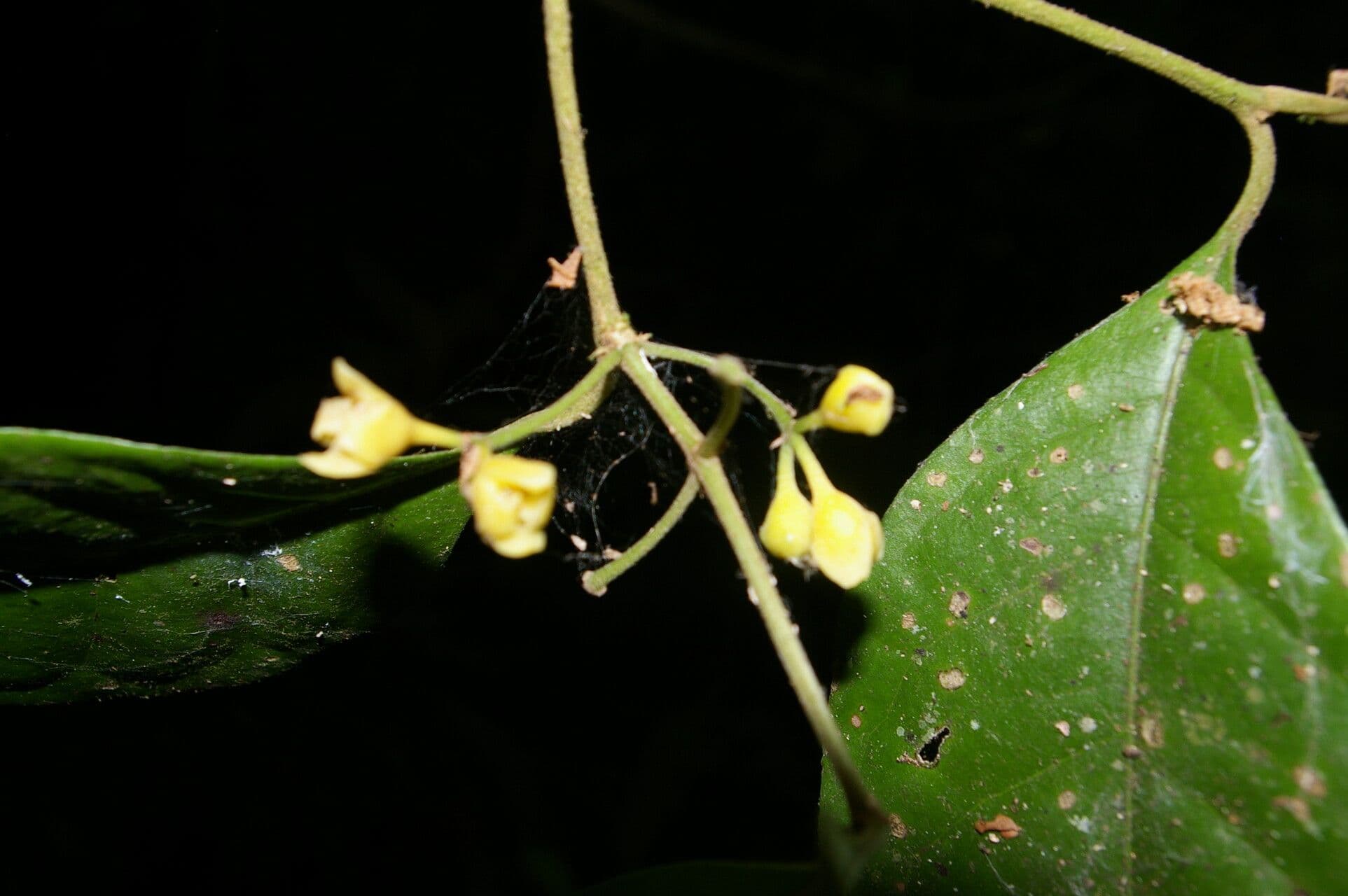 Mollinedia 9