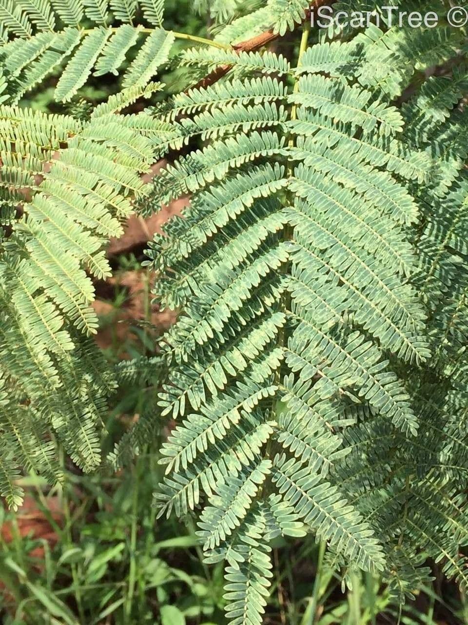 Senegalia 14