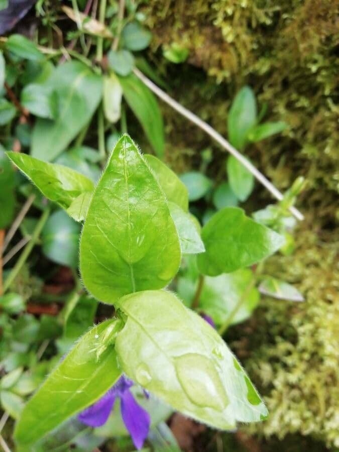 Pervinca erbacea 15