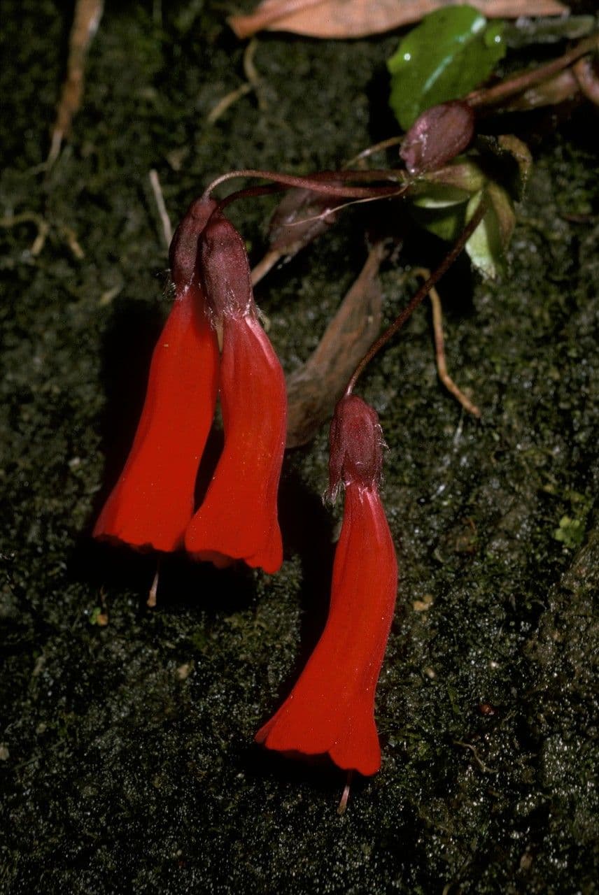 Ourisia 2