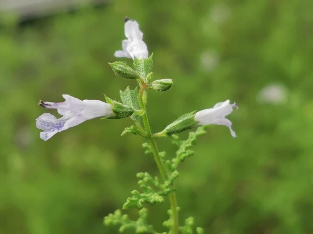 Salvia 3