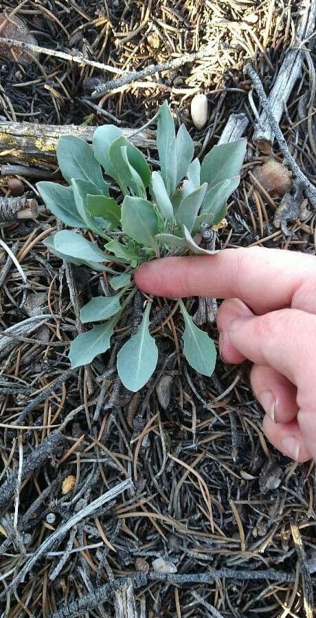Mertensia marittima 11